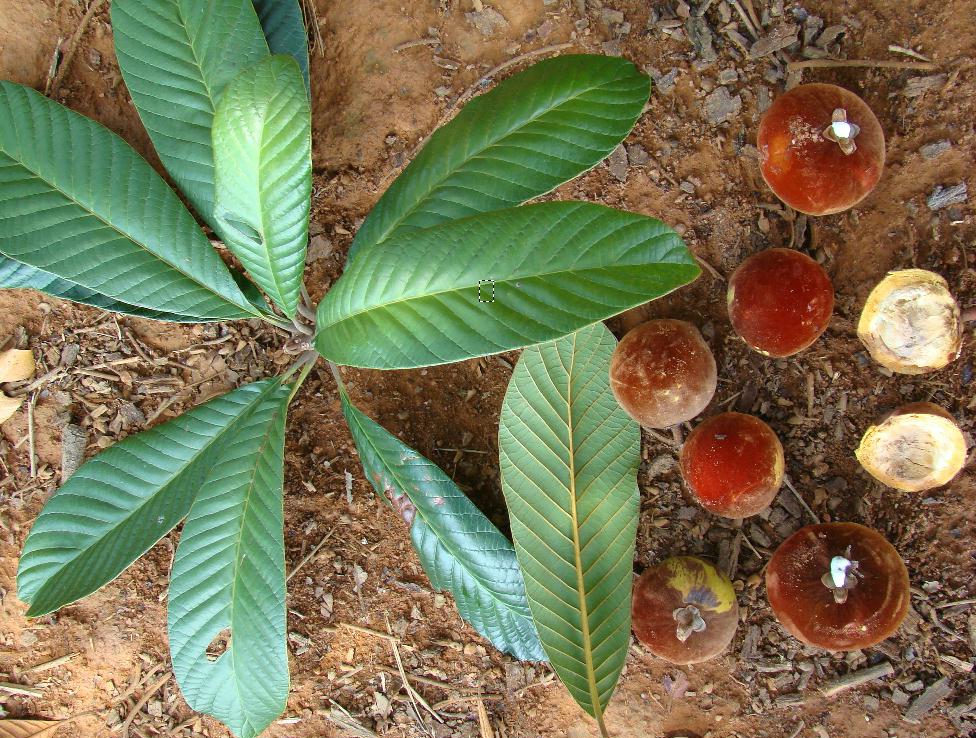 پوتریا ونوسا